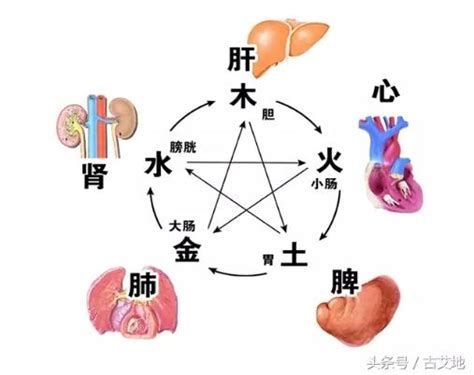 中醫裡面，土是屬於哪一個人的臟腑|臟腑是甚麼